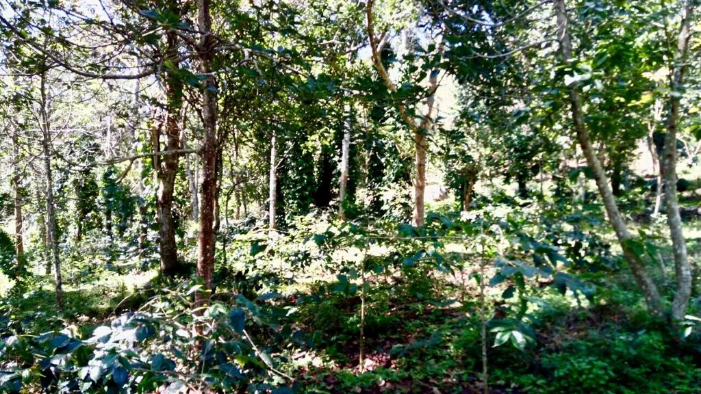 Sunlight falling through silver oaks onto coffee shrubs on the estate