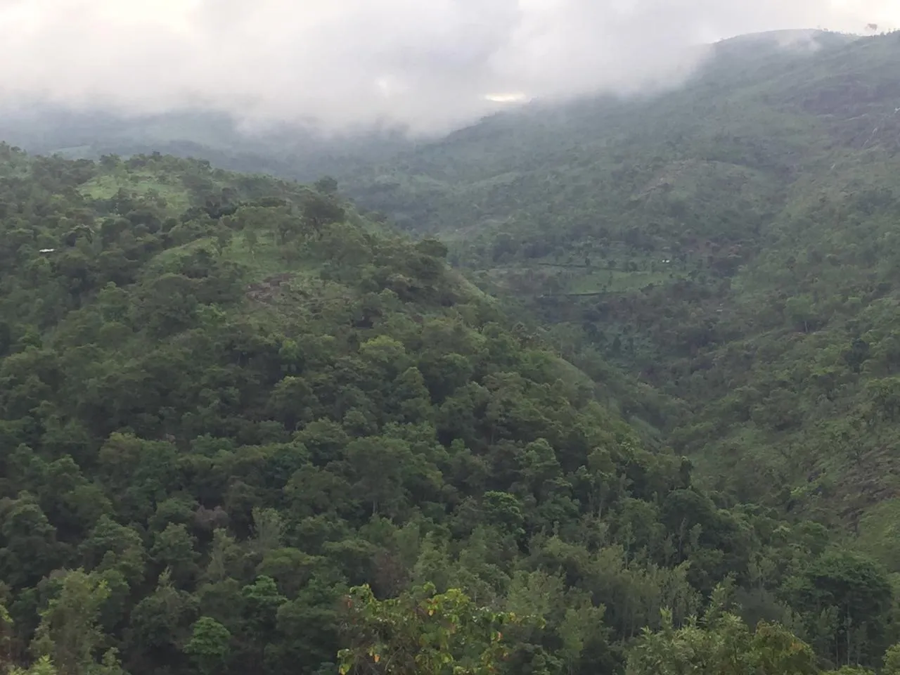 Cloud settling over a deep, forested valley